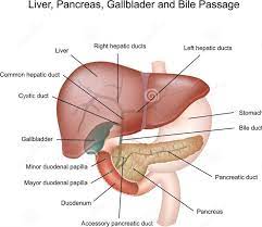 Aug 17, 2020 · life processes class 10 important questions long answer type. Labelled Diagram Of Liver Liver Images Human Liver Diagram Liver Anatomy Gallbladder Pancreas