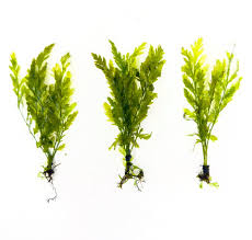 Image result for Bolbitis