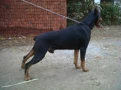 European type great dane puppies with strong european lines on both sides of their pedigree. European Doberman Male Out Of Imported Parents Available For Stud In Mumbai