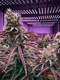 Check spelling or type a new query. Do Led Grow Tents Need Ventilation Growing Marijuana World