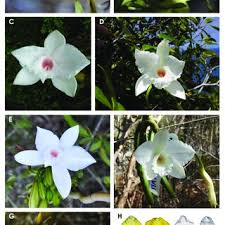 Image result for Vanilla roscheri