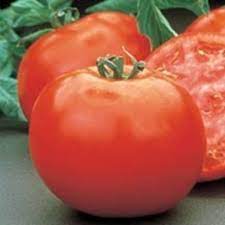 'red pride' yields a bountiful harvest on vigorous, compact plants. Mountain Pride Tomato Clovers Garden
