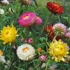 Strawflower Seeds Everlasting Planet Natural Flower Seeds Packets Flower Seeds Types Of Flowers