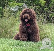 Brown Newfypoo Dog Breed Info Doodle Dog Bernedoodle Puppy
