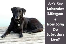 And that is with chemotherapy! How Long Do Labs Live Average Labrador Lifespan The Oldest
