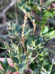 Image result for Grona ramosissima