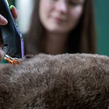 We're so honored to be named Best Pet Grooming in the Cullman Times  Reader's Choice Awards! 🐾✂️ Thank you to everyone who voted, supported,  and continues to trust us with your beloved