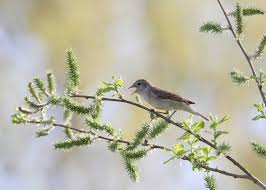 Fauvette De Jardins Pas Si Jardin Que Ca Fauvette Des Jardins Oiseaux Foret Humide