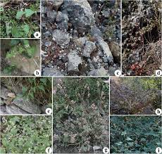 Image result for Fagopyrum snowdenii