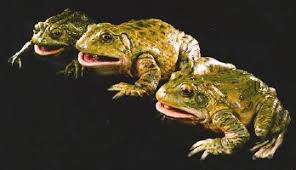 We did not find results for: Budweiser Frogs Advertisements Time Forgot