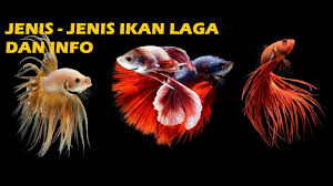 Tarikannya yang mantap serta banyaknya populasi, menjadikan ikan berkumis satu ini sangat diminati pemancing. Basice Megenali Jenis Jenis Ikan Laga 2019 Youtube