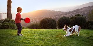 Play & Exercise: A Guide for Your Dog | Hill's Pet