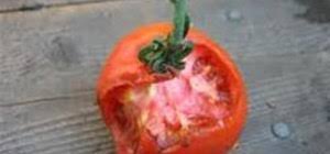 Generally speaking, there aren't lots of food that rats can't eat. How To Save Your Tomatoes From Rats And Rot Gardening Wonderhowto