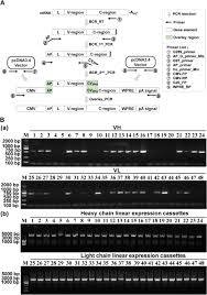 Typically the dna that is used as the starting sample in a pcr reaction is genomic dna, which would contain all the genes in the organism. A Rapid And Efficient Screening System For Neutralizing Antibodies And Its Application For The Discovery Of Potent Neutralizing Antibodies To Sars Cov 2 S Rbd Biorxiv