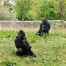 Gorilla Habitat Detroit Zoo Royal Oak Mi Photo By Kim Mecham Me At The Zoo Detroit Zoo Animal Lover