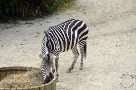 Im paragraph 42 ist diese begriffseingrenzung. Zoologischer Garten Halle Im Bild