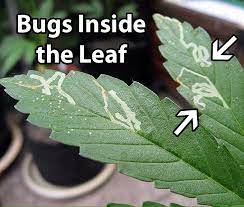 Learn the reasons why cannabis leaves can become dry and brittle, and what here's a guide on the numerous potential causes of dry leaves, and what you can do to remedy or prevent the situation altogether. Leaf Miners Cannabis How To Identify Get Rid Of It Quickly