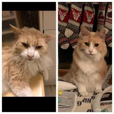 I really want a senior cat but my sister is concerned about how one would get along with the rest of our cats. Reddit Users Share Photos Of Cats Before And After Adoption Inspiremore