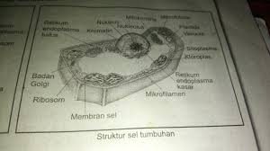 Hewan dan tumbuhan merupakan dua jenis makhluk hidup yang sering kita jumpai di sekitar kita. Organel Sel Yang Hanya Terdapat Pada Tumbuhan Adalah Jawabanku Id