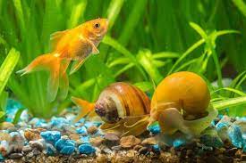 Snails are found all over the world in a variety of biomes' deserts, savannahs, forests, lakes, oceans, grasslands, etc. What Do Snails Eat In The Wild And As Pets Fishkeeping World