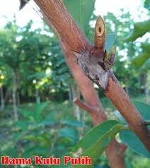 Gambar dibawah ini adalah gambar bahan batu garut yang sudah kristal, untuk bisa diproses menjadi sebuah cincin atau perhiasan sejenis harus melalui beberapa tahapan. Inilah 10 Cara Mudah Dalam Pengendalian Serangan Hama Dan Penyakit Pada Tanaman Buah Jambu Air Jualbenihmurah Com