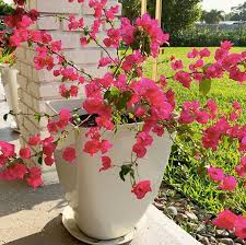 Plants That Love Living In Pots