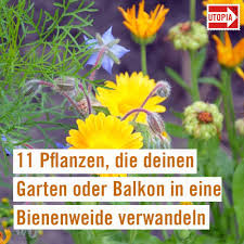 Bienenweide 11 Pflanzen Die Deinen Garten Oder Balkon In Ein Bienenparadies Verwandeln In 2020 Bienenfreundliche Pflanzen Pflanzen Bienen