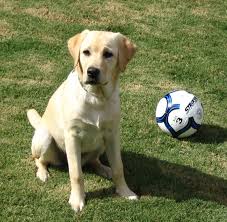 However, free labrador dogs and puppies are a rarity as rescues usually charge a small adoption fee to cover their expenses (usually less than $200). Labrador Retriever Simple English Wikipedia The Free Encyclopedia