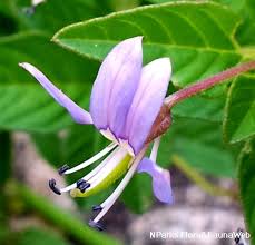 Image result for Cleome rutidosperma