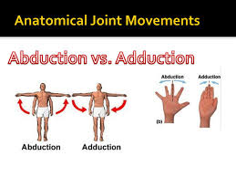 The net result is the extensor digiti minimi remains unopposed, with the abduction positioning favored. Anatomical Terminology Ppt Download