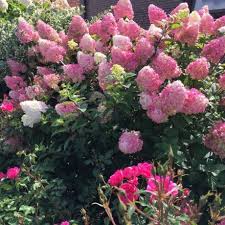 Rispenhortensie Vanille Fraise Hydrangea Paniculata Vanille Fraise Gunstig Online Kaufen Rispenhortensie Garten Pflanzen Hydrangea Paniculata