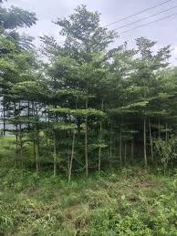 Image result for Terminalia sambesiaca