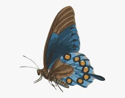 Free Free Svg Side View Butterfly Silhouette