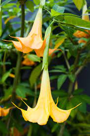 Angel S Trumpet Brugmansia Charles Grimaldi Huge Trumpets Of Sweetly Scented Flowers Command Backyard Landscaping Designs Small Backyard Landscaping Plants
