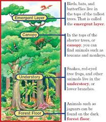 Layers Of The Rainforest Diagram Rainforest Activities Rainforest Classroom Rainforest Habitat