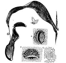 Totally cool handprint drawing ideas for you and your kids. Pitcher Plant Wikipedia