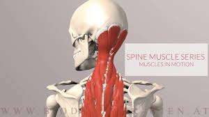 They start at the top of the neck and go down to the tailbone. Spine Series Neck Muscles In Motion 3d Animation Youtube