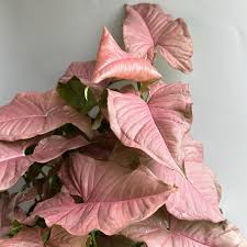 Image result for Syngonium