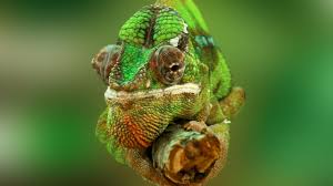 Check spelling or type a new query. Wallpaper Chameleon Color Change Lizard Veiled Chameleon Panther Chameleon Jackson S Chameleon Macro Photo Animals 3710