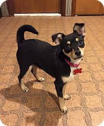 Browse thru thousands of chihuahua dogs for adoption in michigan, usa area , listed by dog rescue organizations and individuals, to find your match. Troy Mi Chihuahua Meet Milah A Pet For Adoption