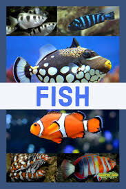 There Are Plenty Of Fish In The Sea And Now There Are Plenty In Branson Missouri Come Check Out Branson S Largest Aquari Aquatic Animals Animals Sea Fish