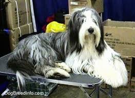Named for his long facial hair, the bearded collie is a big bushy beast descended from the english sheepdog. Bearded Collie Dog Breed Information And Pictures