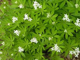 This is my favorite ground cover! Galium Odoratum Sweet Scented Bedstraw Sweet Woodruff Go Botany