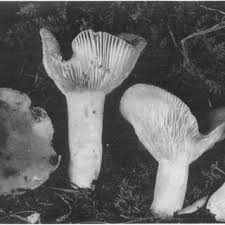 Image result for Russula flavida