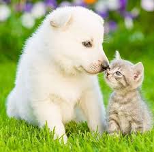 Pets at peace alabama inc. Pets At Peace Posts Facebook