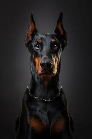 Doberman Orpheus By Lenyfoto Pet Photography On 500px Doberman Pinscher Doberman Kopek