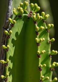 Image result for Euphorbia zambesiana