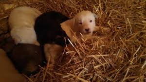 Sire is a king and has white swiss shepherd in breed, being our 3rd generation. White German Shepherd For Sale Indiana