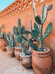 Watch trick question & answer also questions videos for kids. How Long Can A Cactus Live Without Water Succulents Network Desert Backyard Cactus Plants