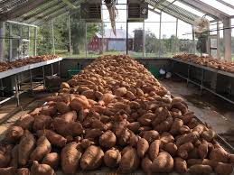 Lay out the tubers carefully and let them dry for 10 days to 2 weeks in a warm location with high humidity. Sweet Potato Harvest 2018 Rwcf